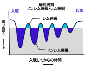 レム睡眠とノンレム睡眠