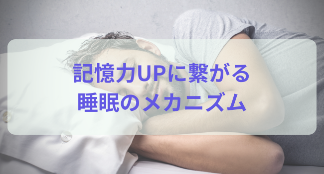 記憶力UPに繋がる睡眠のメカニズム